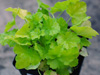 urawka Heuchera  KEY LIME PIE